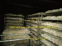 Mứt dừa sấy khô tại tphcm sài gòn địa chỉ bán mứt dừa khô Mứt dừa sấy khô tại tphcm sài gòn địa chỉ bán mứt dừa khô
