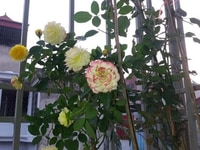 Xe tự lái Xe có lái Xe hà nội Xe tự lái Xe có lái Xe hà nội