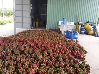 Bán đất trồng thanh long đã thu hoạch được 2 năm, liên hệ chính chủ -0 Bán đất trồng thanh long đã thu hoạch được 2 năm, liên hệ chính chủ -0
