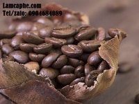 Cafe hạt Robusta cung cấp giá sỉ tốt cho đối tác kinh doanh Q3 Cafe hạt Robusta cung cấp giá sỉ tốt cho đối tác kinh doanh Q3