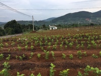 cần tiền bán gâp lô đất trong ngày cần tiền bán gâp lô đất trong ngày