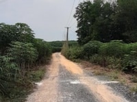 Bán 3870m2 đất trồng tràm sắp thu hoạch tại xã Tân Hiệp, Long Thành Bán 3870m2 đất trồng tràm sắp thu hoạch tại xã Tân Hiệp, Long Thành