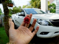 Dịch vụ du lịch Đắk Lắk, Đắk Nông, Gia Lai Dịch vụ du lịch Đắk Lắk, Đắk Nông, Gia Lai