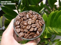 Cafe hạt nguyên chất Arabica Cầu Đất cung cấp giá sỉ bình ổn lâu dài Cafe hạt nguyên chất Arabica Cầu Đất cung cấp giá sỉ bình ổn lâu dài