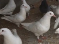Bán chim bồ câu giống cam kết đủ trống mái Bán chim bồ câu giống cam kết đủ trống mái