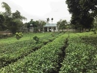 Bán đất thôn chóng yên bài, sổ đỏ chính chủ, đường vào betong lớn Bán đất thôn chóng yên bài, sổ đỏ chính chủ, đường vào betong lớn
