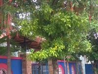 Cho thuê nhà nghỉ trung tâm TP Quảng Ngãi 15x30m Cho thuê nhà nghỉ trung tâm TP Quảng Ngãi 15x30m