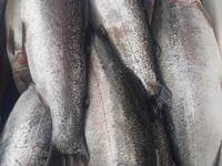 Cá hồi trout size 1.7kg đến 2.4kg Cá hồi trout size 1.7kg đến 2.4kg
