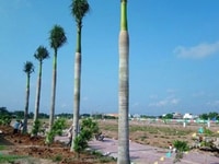 Còn Lô Đất MT 818 Đang Mở Rộng, Sổ Hồn Riêng Phía Sau Là Bệnh Viện Còn Lô Đất MT 818 Đang Mở Rộng, Sổ Hồn Riêng Phía Sau Là Bệnh Viện