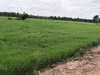 Bán đất nông nghiệp huyện Đức Hòa 17x73m xã Tân phú giá rẻ cho nhà Bán đất nông nghiệp huyện Đức Hòa 17x73m xã Tân phú giá rẻ cho nhà