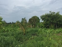 Đất vườn giá tốt gần sông xã Bình Mỹ Củ Chi Đất vườn giá tốt gần sông xã Bình Mỹ Củ Chi