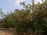 Đất mẫu xã Sông Phan Huyện Hàm Tân Bình Thuận Đất mẫu xã Sông Phan Huyện Hàm Tân Bình Thuận