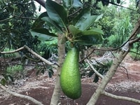 Bán đất xã Đá Bạc , Châu Đức , Tỉnh Bà Rịa Vũng. Bán đất xã Đá Bạc , Châu Đức , Tỉnh Bà Rịa Vũng.