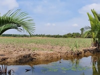 Bán gấp đất Phú Đông, tờ bản đồ số 1 Phú Đông-Đối diện dân cư-SHCC Bán gấp đất Phú Đông, tờ bản đồ số 1 Phú Đông-Đối diện dân cư-SHCC