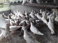Chim Bồ Câu Phóng Sinh Bay tốt mổ tốt Chim Bồ Câu Phóng Sinh Bay tốt mổ tốt