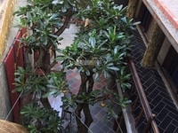 Mp Đội cấn có cửa hàng rộng 30m2 sạch đẹp cho thuê- 12tr/th Mp Đội cấn có cửa hàng rộng 30m2 sạch đẹp cho thuê- 12tr/th
