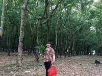 Gia đình có việc bán nhanh 9ha cao su đất đẹp bằng phẳng Gia đình có việc bán nhanh 9ha cao su đất đẹp bằng phẳng