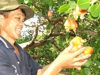 CHÍNH CHỦ BÁN VƯỜN ĐIỀU ĐẸP - ĐANG THU HOẠCH NĂM 3 (3,2 TỶ) CHÍNH CHỦ BÁN VƯỜN ĐIỀU ĐẸP - ĐANG THU HOẠCH NĂM 3 (3,2 TỶ)