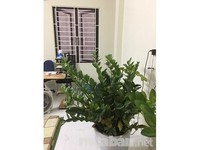 Cho thuê Xưởng Tại Phường Vĩnh Lộc A diện tích 1400m2 Cho thuê Xưởng Tại Phường Vĩnh Lộc A diện tích 1400m2