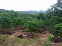 Đất nông nghiệp Có sổ đỏ bán gấp H Lâm Hà , Lâm Đồng Đất nông nghiệp Có sổ đỏ bán gấp H Lâm Hà , Lâm Đồng