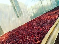 Tim đại lí phân phối cà phê toàn quốc,rang gia công các loại cà Tim đại lí phân phối cà phê toàn quốc,rang gia công các loại cà