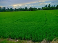 Bán 9.000m2 đất Mặt Tiền lộ 61C (50X180m) đoạn "Năm ngàn Rưỡi". Bán 9.000m2 đất Mặt Tiền lộ 61C (50X180m) đoạn "Năm ngàn Rưỡi".