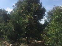 Bán đất Sầu Riêng tại Long Khánh, TX Cai Lậy, Tiền Giang. Bán đất Sầu Riêng tại Long Khánh, TX Cai Lậy, Tiền Giang.