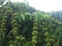 Bán rẫy cà phê đất đỏ ba zan giá 1ty thu ngay khu vực easonl,eahleo Bán rẫy cà phê đất đỏ ba zan giá 1ty thu ngay khu vực easonl,eahleo