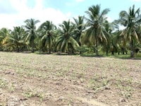 Mặt Tiền Sông Phú Đông Cao Ráo Vuông Vức Rất Đẹp Cần Bán Gấp Mặt Tiền Sông Phú Đông Cao Ráo Vuông Vức Rất Đẹp Cần Bán Gấp
