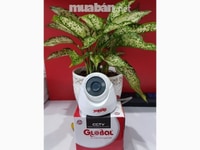Trọn bộ 4 camera Global full HD 2.0M Trọn bộ 4 camera Global full HD 2.0M