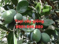 Cung cấp cây ổi dứa- ngon-lạ-bổ Cung cấp cây ổi dứa- ngon-lạ-bổ
