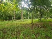 Thanh lý gấp 3.960m2 làm biệt thự tại, Bùi Trám, Hòa Sơn, Lương Sơn. Thanh lý gấp 3.960m2 làm biệt thự tại, Bùi Trám, Hòa Sơn, Lương Sơn.
