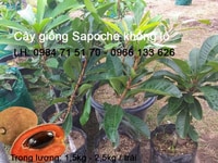 Cung cấp cây giống sapoche khổng lồ Cung cấp cây giống sapoche khổng lồ