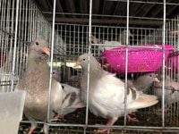 Chim Bồ Câu Thịt Số Lượng Lớn Lớn Chim Bồ Câu Thịt Số Lượng Lớn Lớn
