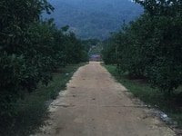 Bán gấp 13ha đất trồng cam cho thu hoạch tại xã Thanh Lương, Lương Sơn Bán gấp 13ha đất trồng cam cho thu hoạch tại xã Thanh Lương, Lương Sơn