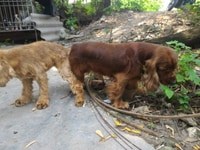 Nhận phối giống chó Tây Ban Nha (Cocker Spaniel) Nhận phối giống chó Tây Ban Nha (Cocker Spaniel)