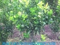 Cung cấp cây giống cam vinh- cây cam siêu ngon Cung cấp cây giống cam vinh- cây cam siêu ngon