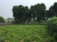Cần bán nhà cấp 4 trên thửa đất rộng trên 2000 m2, mặt tiền rộng 35m, Cần bán nhà cấp 4 trên thửa đất rộng trên 2000 m2, mặt tiền rộng 35m,