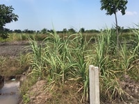 Cần bán đất vườn Kênh 5, đường Vườn Thơm, X. Bình Lợi Cần bán đất vườn Kênh 5, đường Vườn Thơm, X. Bình Lợi