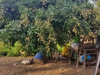 Cần Bán 2063m² Đất Vườn Có 300m² Thổ Cư ,Tại Tân Phú Đông Tiền Giang Cần Bán 2063m² Đất Vườn Có 300m² Thổ Cư ,Tại Tân Phú Đông Tiền Giang