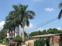 Cần bán 5611m2 đất thổ cử, thôn Xuân Linh, xã Thủy Xuân Tiên. Cần bán 5611m2 đất thổ cử, thôn Xuân Linh, xã Thủy Xuân Tiên.