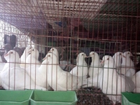 Bán Chim Bồ Câu Giống Chim khỏe đẻ tốt Bán Chim Bồ Câu Giống Chim khỏe đẻ tốt