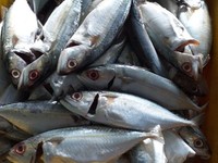 Cung cấp Cá Biển làm sạch cho quán, suất ăn công nghiệp Cung cấp Cá Biển làm sạch cho quán, suất ăn công nghiệp