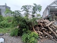 Đất Phú Tân Thủ Dầu Một Bình Dương, mặt tiền D6 giá rẻ Đất Phú Tân Thủ Dầu Một Bình Dương, mặt tiền D6 giá rẻ