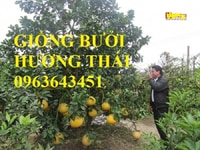 Bán giống bưởi ruby Thái Lan, bưởi hương Thái Lan, bưởi đỏ Thái Lan Bán giống bưởi ruby Thái Lan, bưởi hương Thái Lan, bưởi đỏ Thái Lan