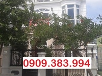 Villa Lô Góc khu dân cư Bình Lợi 8x25 3 lầu 6PN 7WC giá 40 triệu Villa Lô Góc khu dân cư Bình Lợi 8x25 3 lầu 6PN 7WC giá 40 triệu