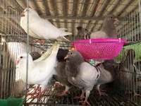 Chim bồ câu Giống 3-4 tháng tuổi đang thay lông Chim bồ câu Giống 3-4 tháng tuổi đang thay lông