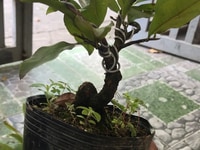 Mai bonsai chưng tết bao ra hoa Mai bonsai chưng tết bao ra hoa