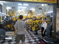Vẽ trang trí hoa mai hoa đào trên kính Vẽ trang trí hoa mai hoa đào trên kính