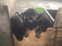 Chó rottweiler thuần chủng 2 tháng tuổi Chó rottweiler thuần chủng 2 tháng tuổi